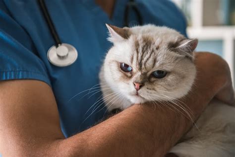  Can my vet diagnose my cat with anxiety? Anxiety in cats can be difficult to diagnose, as the symptoms are often similar to those of other conditions